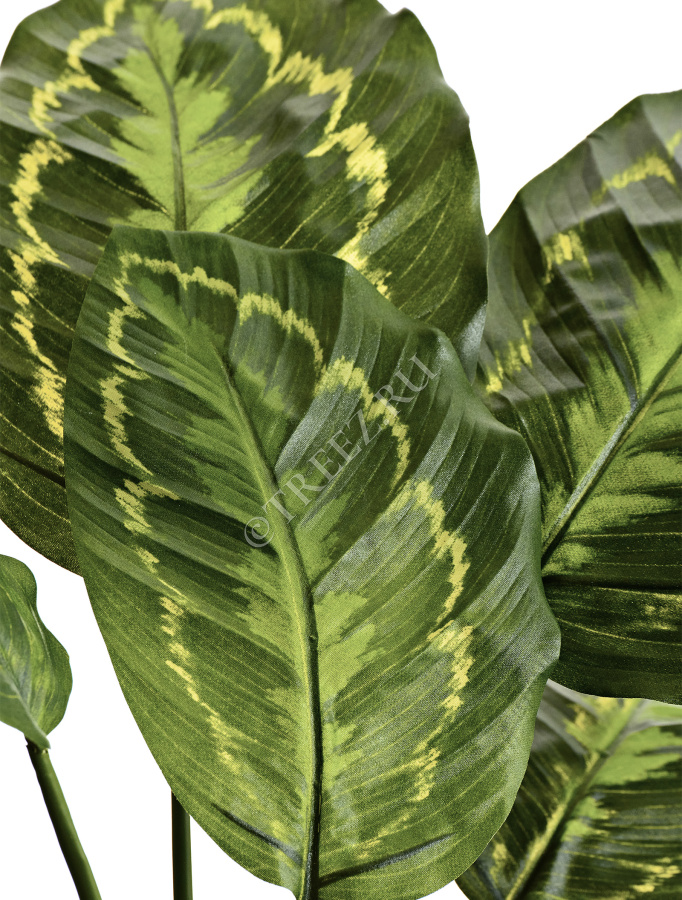 Калатея Розеопикта зелёная куст фото