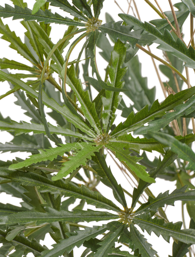 Аралия зелёная куст фото