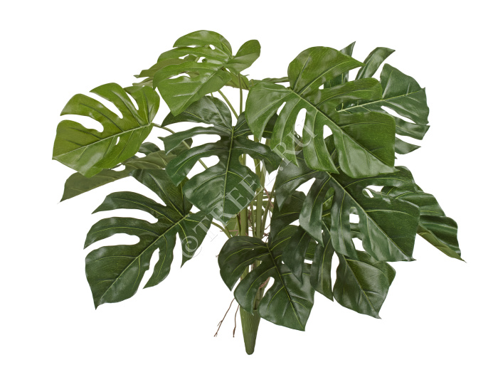 Монстера Деликоза куст фото