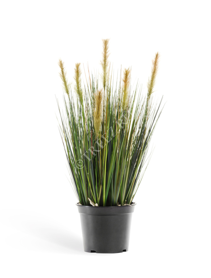 Трава Осока куст с зелёными султанами фото