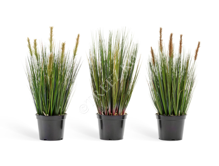 Трава Осока куст с коричневыми султанами фото