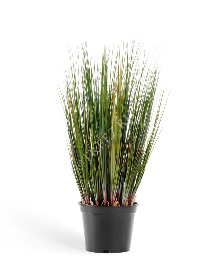 Трава Осока куст без султанов фото