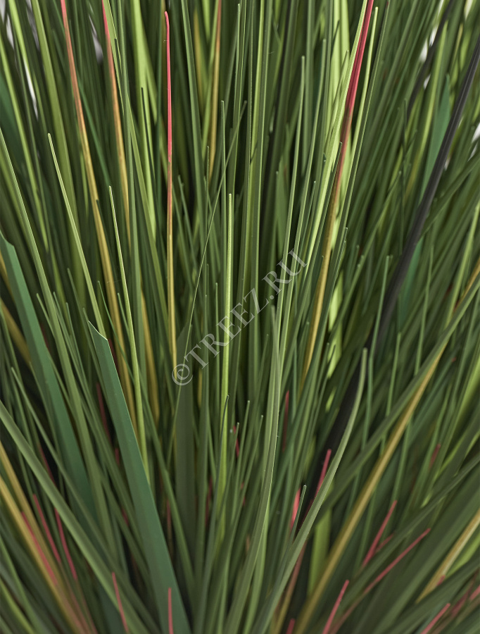 Трава Осока горная куст фото