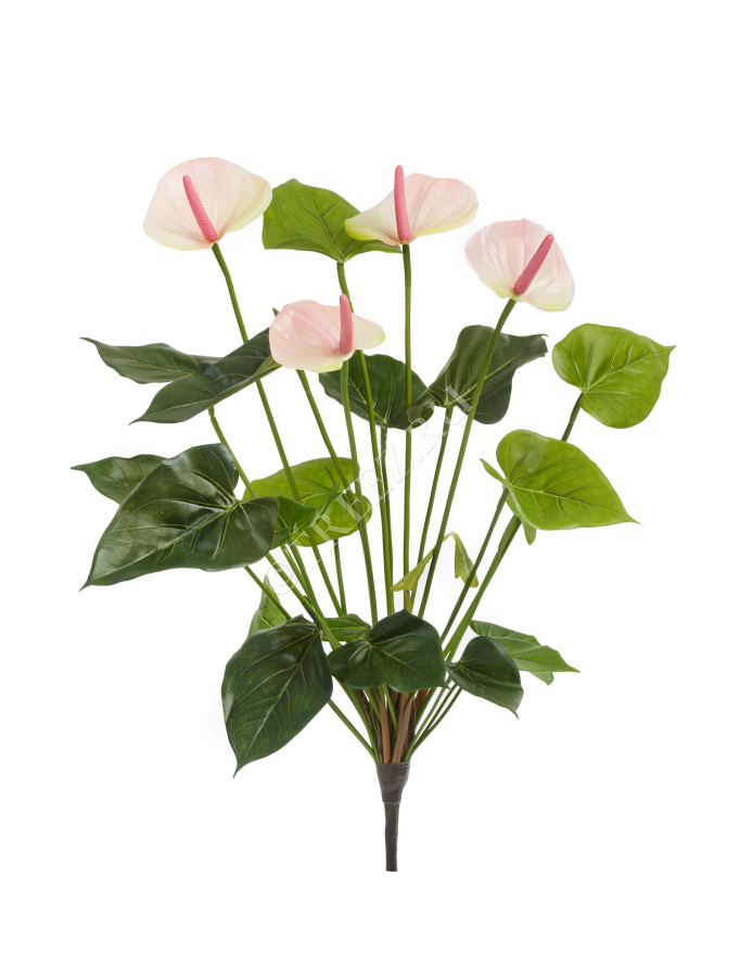 Антуриум куст де люкс крем-нежно-розово-лаймовый фото