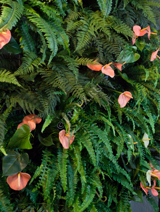 Антуриум куст де люкс нежно-розовый фото