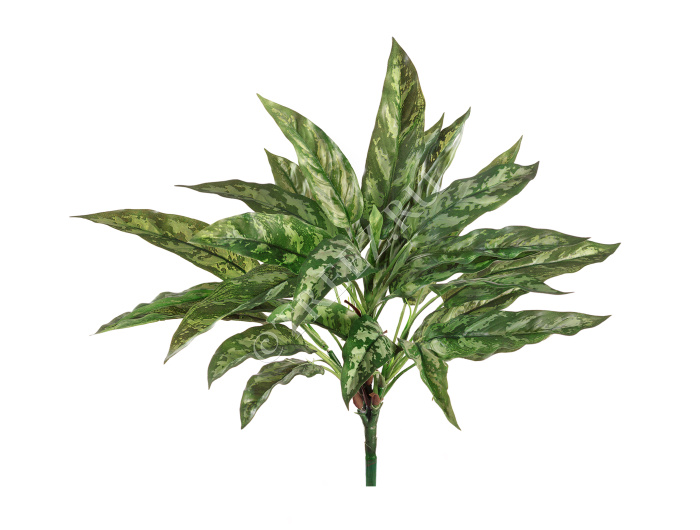 Аглаонема Сильвер Квин куст фото