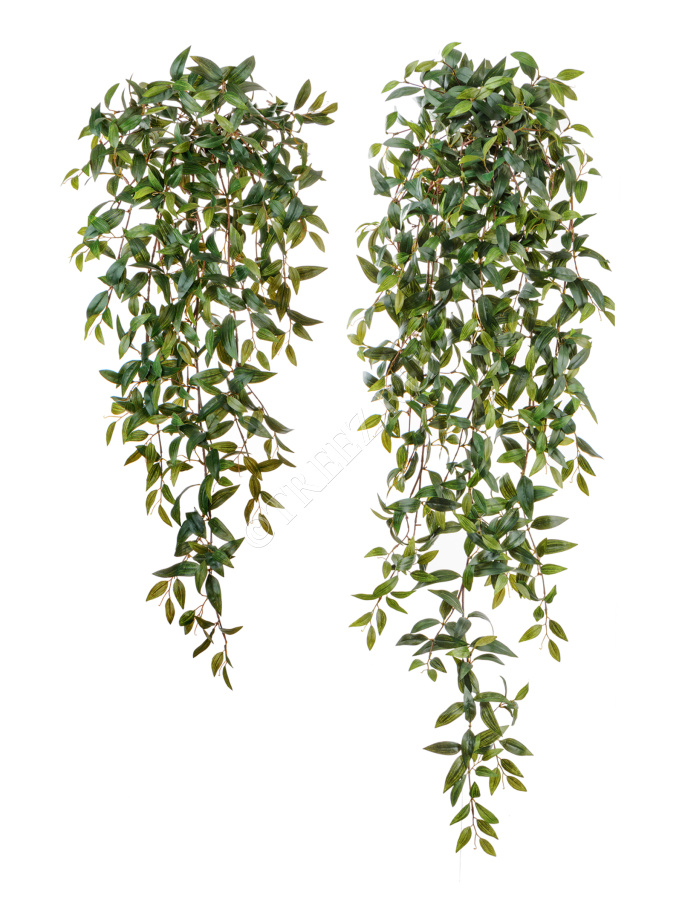 Традесканция зелёная ампельная фото