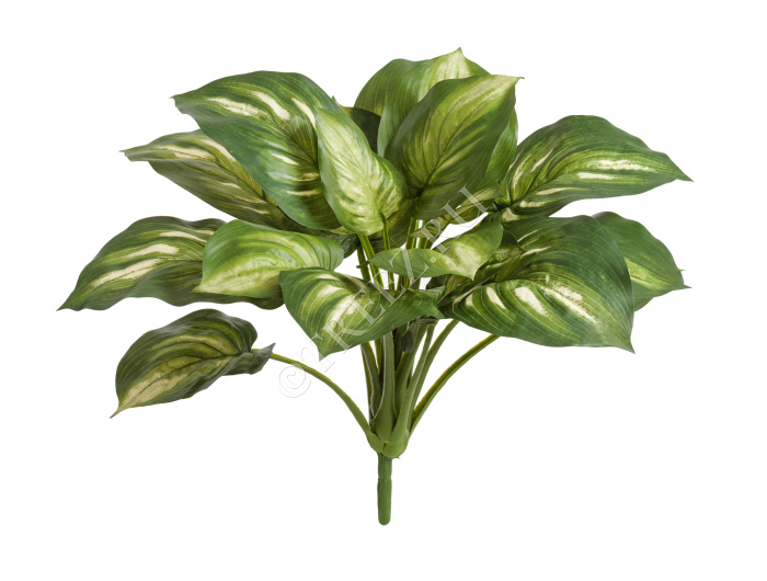 Хоста бело-зелёная большая фото