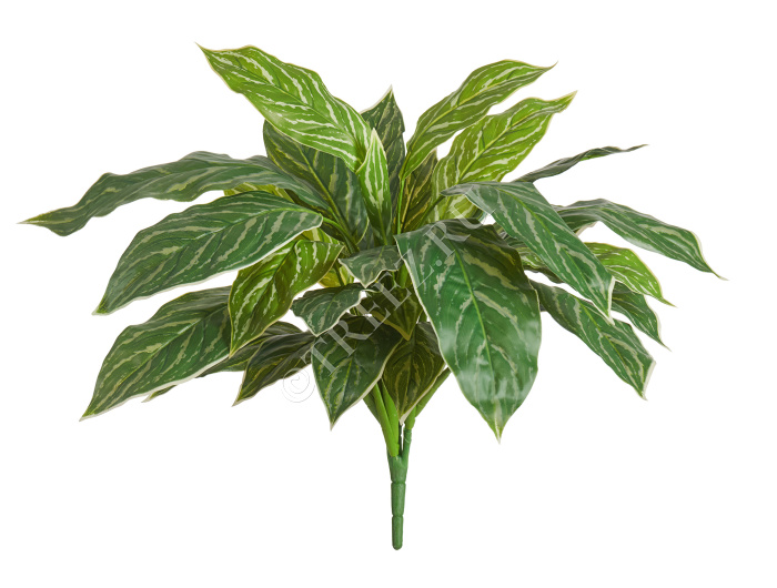 Аглаонема Страйпс куст бело-зелёный фото