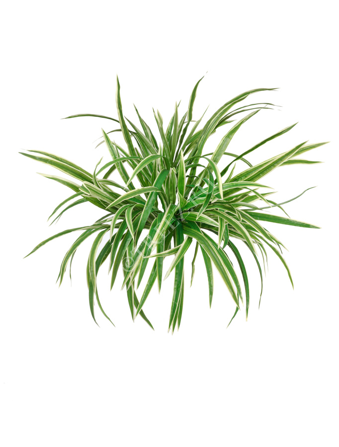 Хлорофитум бело-зелёный куст большой фото