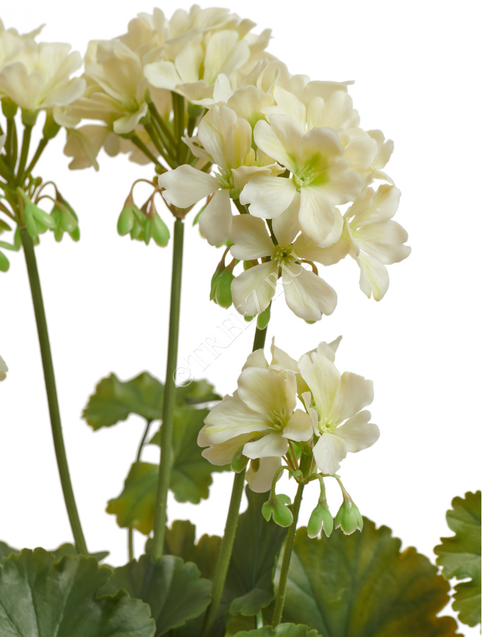 Герань кремовая цветущий куст (UV-фильтр) фото