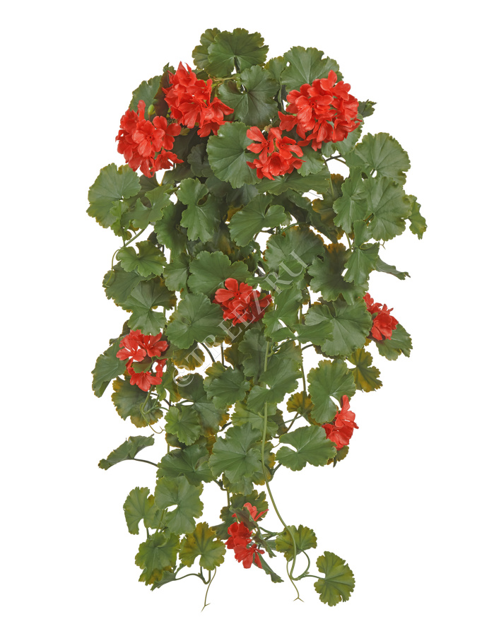 Герань ампельная красная (UV-фильтр) фото