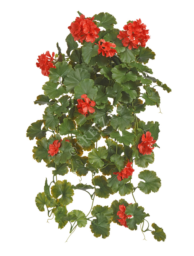 Герань ампельная красная (UV-фильтр) фото