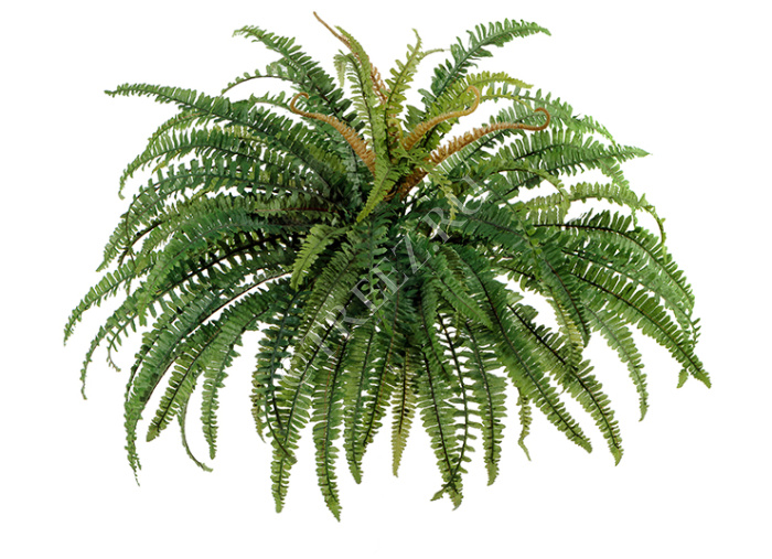 Папоротник лесной фото