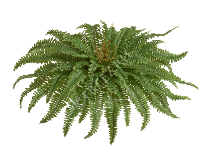Папоротник Бостон Новый натуральный зеленый фото