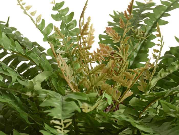 Папоротник Бостон Новый натуральный зеленый фото