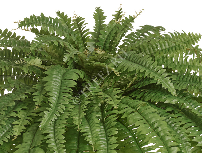 Папоротник Бостон Новый свисающий Биг фото