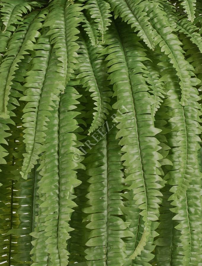 Папоротник Бостон Новый свисающий Гигант фото