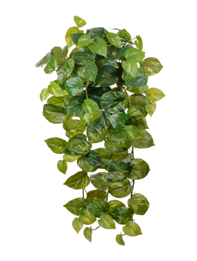 Потос крупнолистный ампельный большой фото