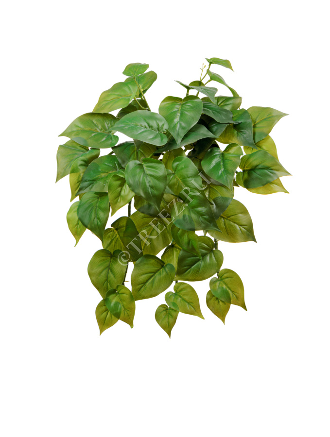 Филодендрон крупнолистный ампельный малый фото