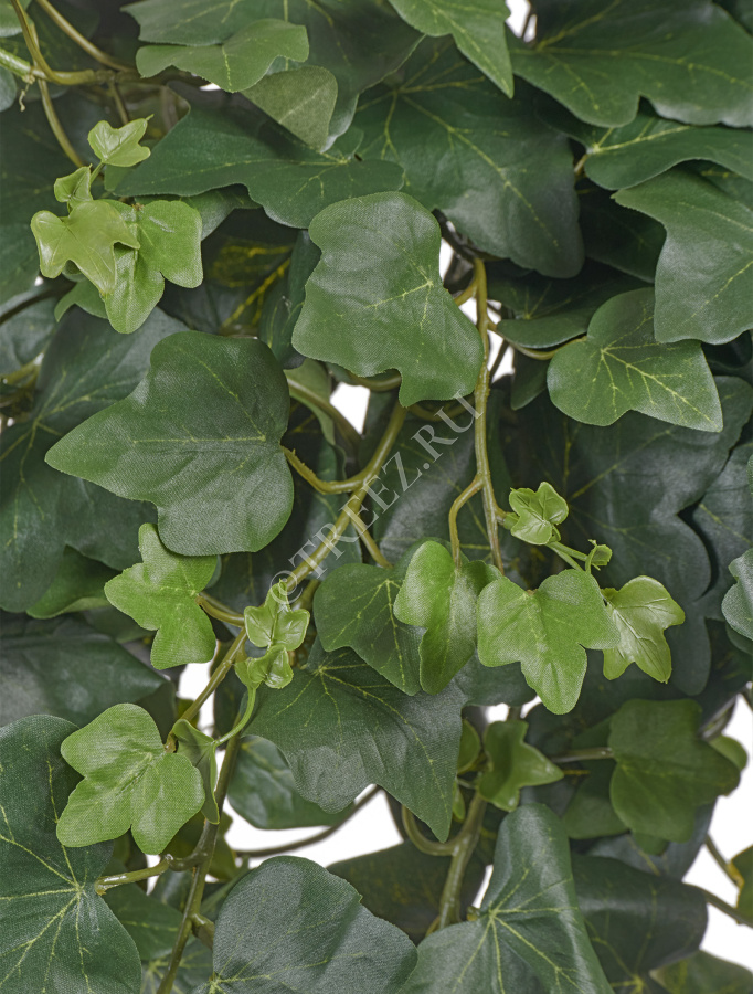 Английский плющ (серия FR - огнезащита) фото