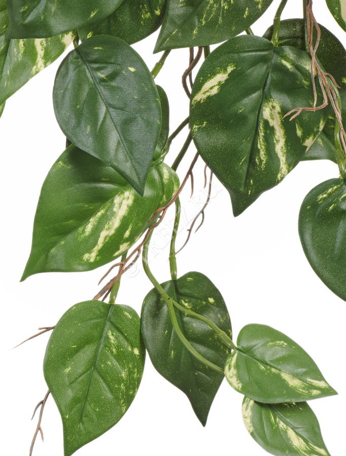 Потос куст ампельный (серия FR - огнезащита) фото