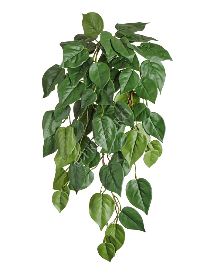 Филодендрон куст ампельный (серия FR - огнезащита) фото