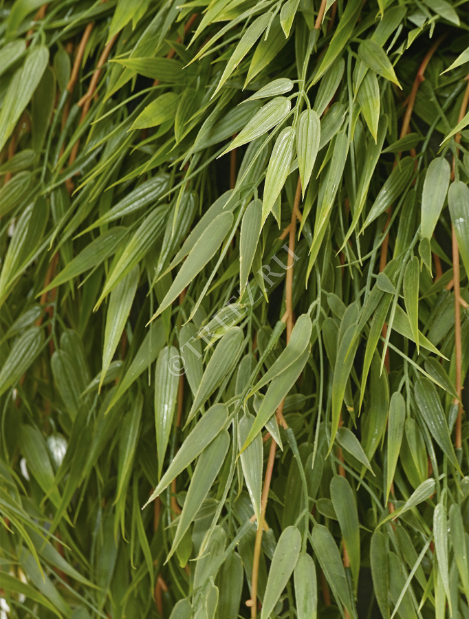 Бамбук ампельный фото