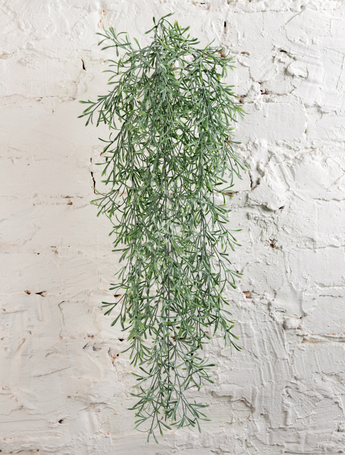 Аспарагус Шпренгера куст св. серый припылённый ампельный фото