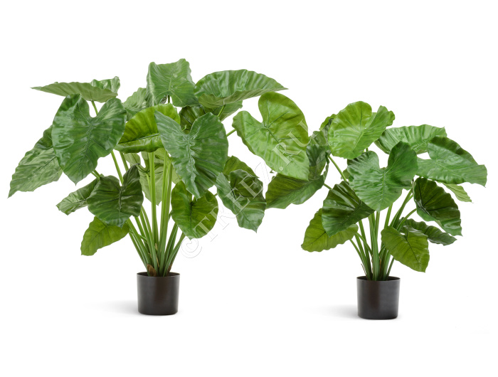 Алоказия Калидора куст большой фото