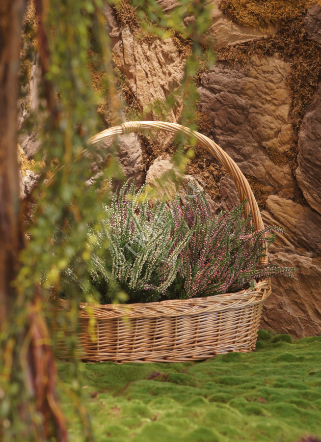 Эрика (вереск) большой куст белый фото