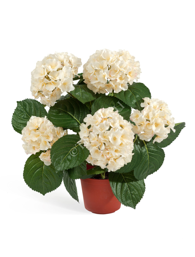 Гортензия куст крем-ваниль в горшке фото
