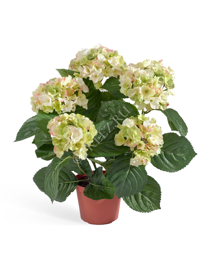 Гортензия куст кремово-зелёный в горшке фото