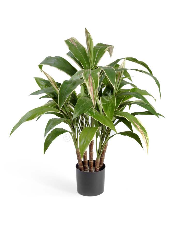 Кордилина в горшке (5 стволов) фото