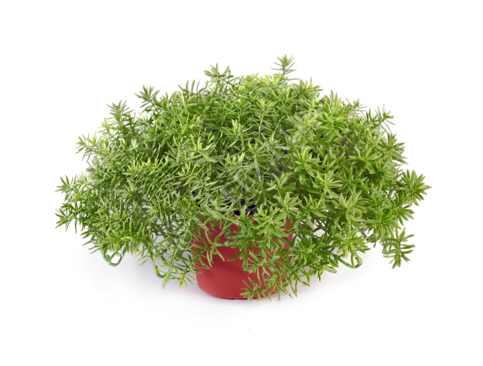 Дасти Миллер куст в горшочке фото