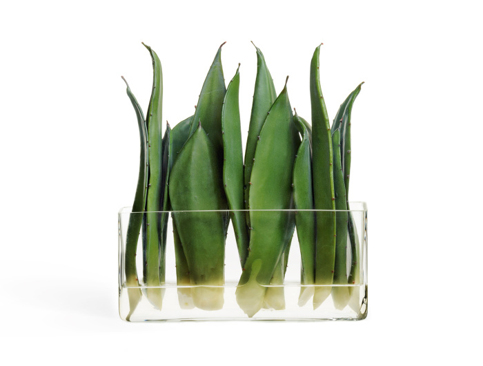 Листы Алоэ в стекле с водой фото