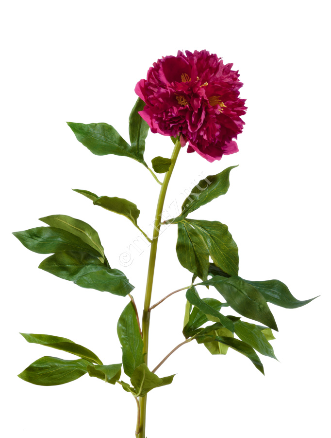 Пион большой бордо в-100, д-15 см фото