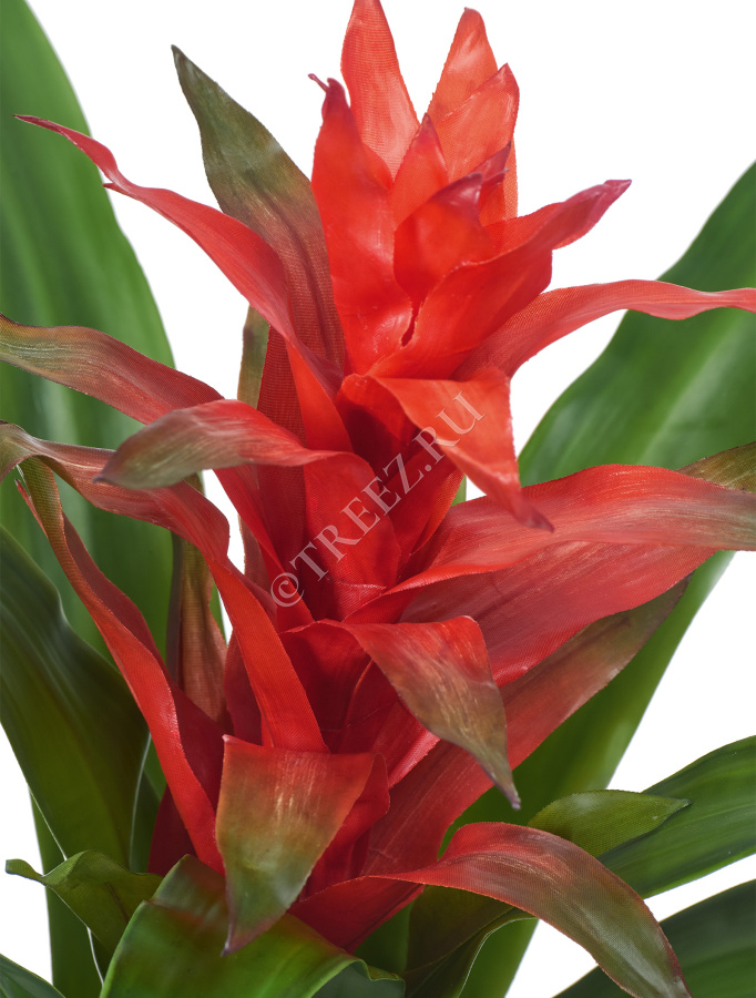 Гусмания с красным цветком фото