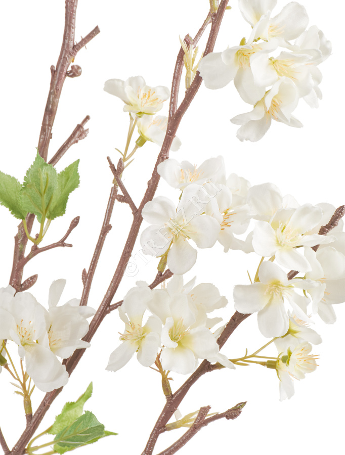 Ветка Сакуры белая Дворец императора большая фото