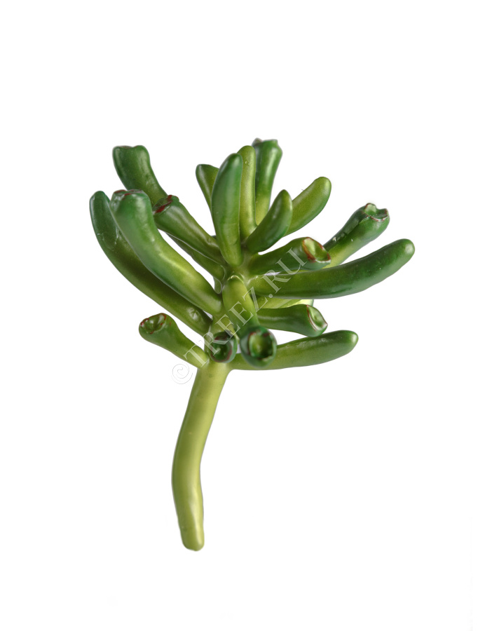 Мини-суккулент Крассула Хоббит фото