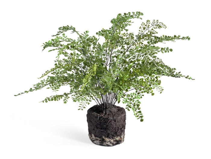 Папоротник Адиантум куст в земле с корнями фото