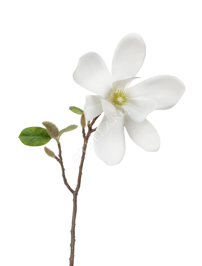 Магнолия белая ветвь малая фото