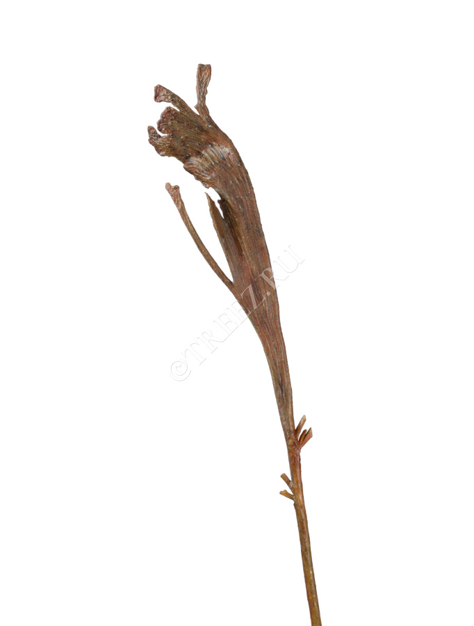 Ветка Салекса коричневая фото