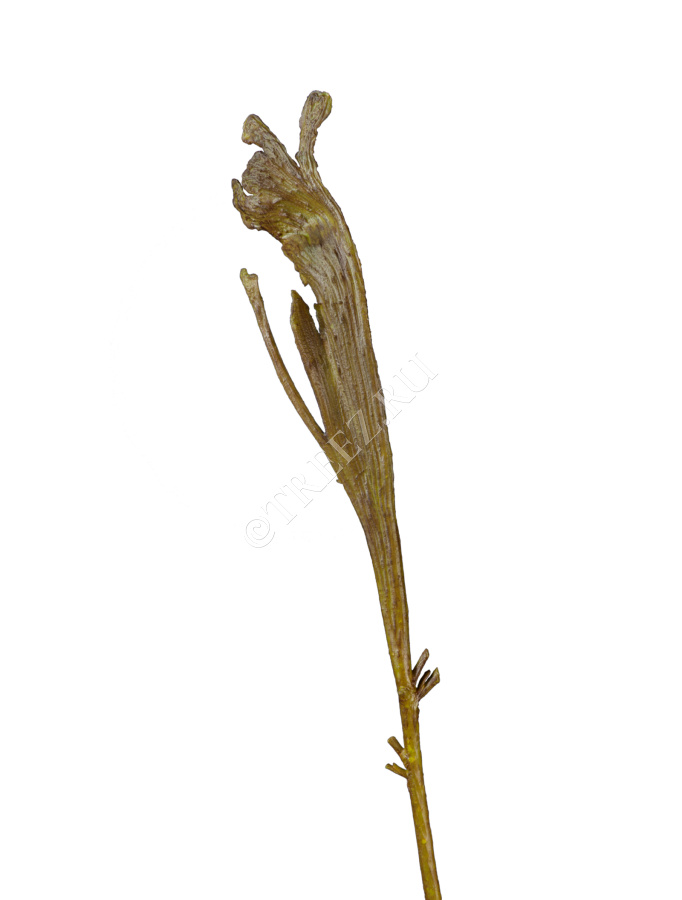 Ветка Салекса зелёная фото