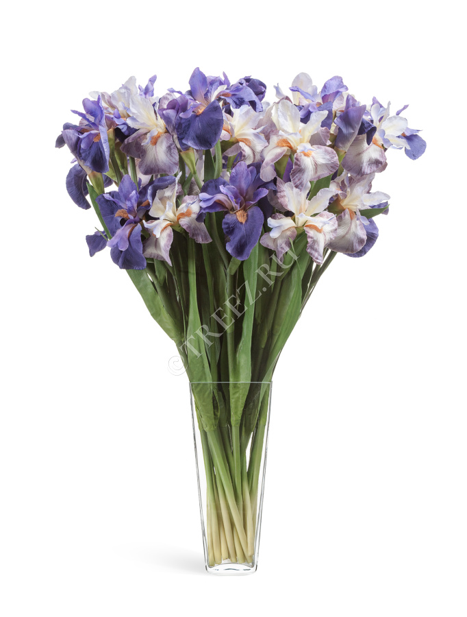 Ирис Сиберика тёмно-сиреневый 2цв,1бут фото