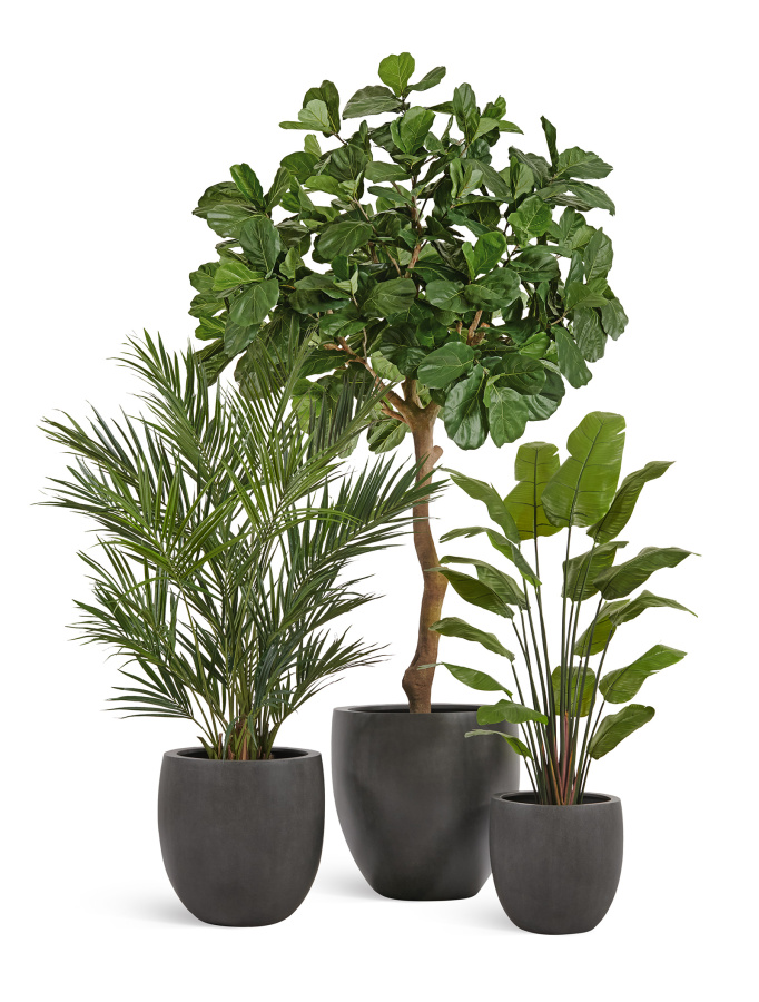 Сет № 20 - Композиция с Фикусом Лирата Гигант и Стрелицией в кашпо Treez Effectory Beton фото