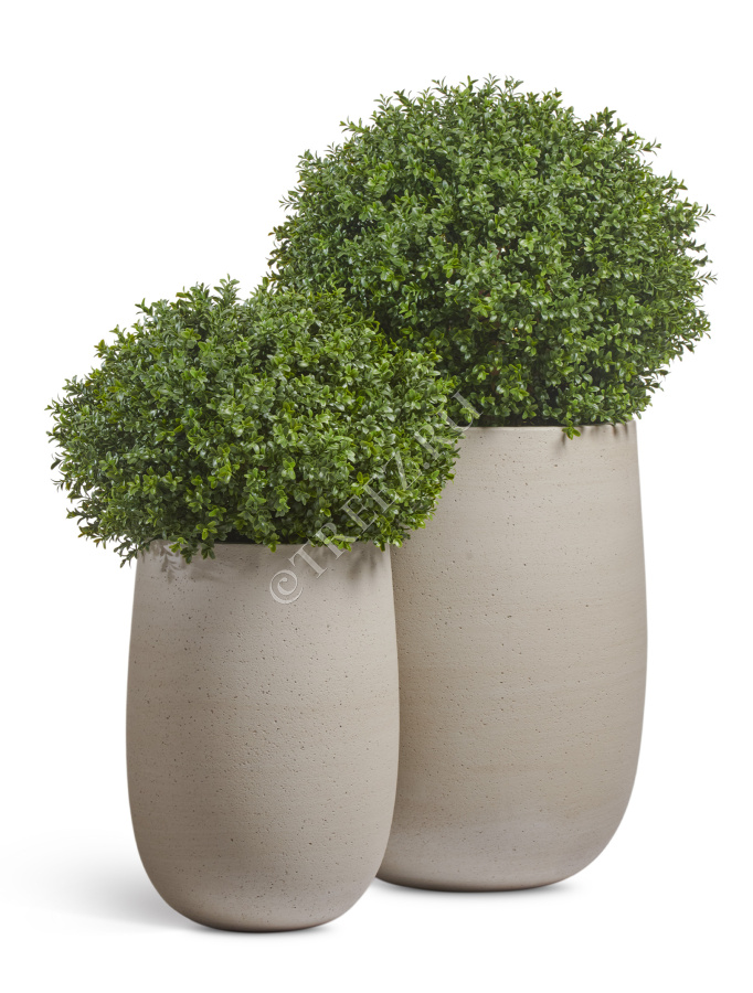 Сет № 62 - Самшиты в кашпо Treez Ergo Fine Rock Высокая округлая чаша фото