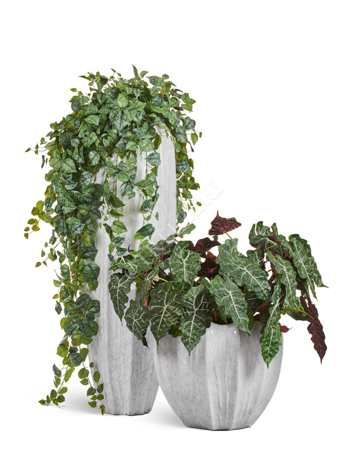 Сет № 119 - Композиция со сциндапсусами в кашпо Treez Effectory Aura фото