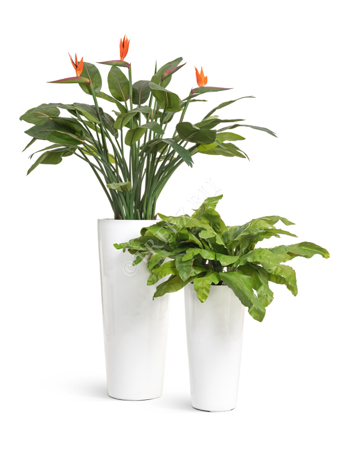 Сет № 137 - Композиция с королевской стрелицией в кашпо Treez Effectory Gloss фото