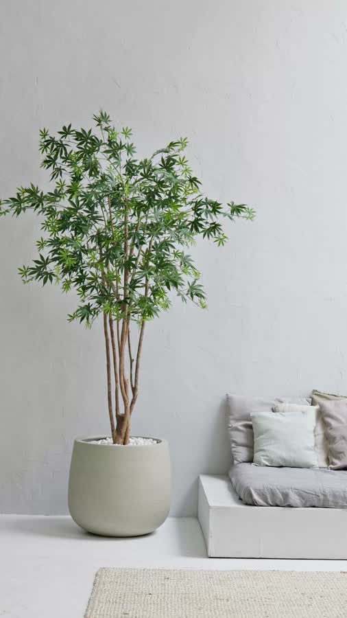 Клён японский Вайлд зелёный фото